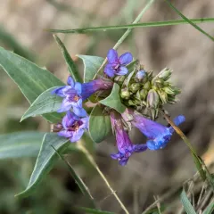 Wax-leaf Beardtongue thumbnail 3