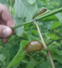 Ash Petiole Gall Midge thumbnail 1