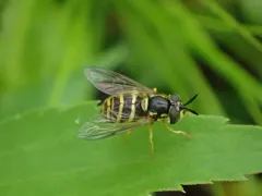 Broad-banded Meadow Fly thumbnail 4