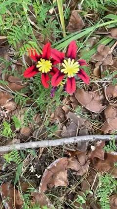 Harlequin flower thumbnail 1