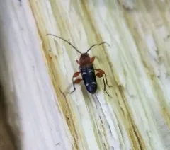 Phymatodes varius thumbnail 4