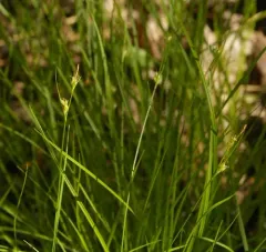 New England sedge thumbnail 4