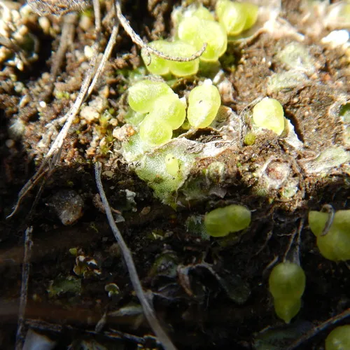 Hyaline Liverwort