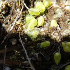 Hyaline Liverwort thumbnail 1