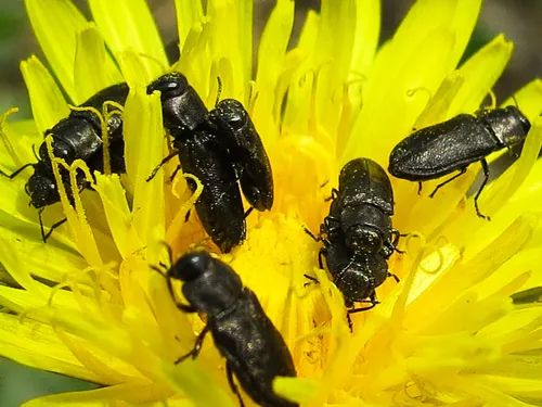 Dandelion Anthaxia Beetle