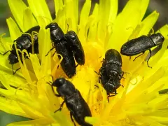 Dandelion Anthaxia Beetle thumbnail 1