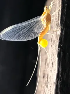 Sulphur Dun thumbnail 2