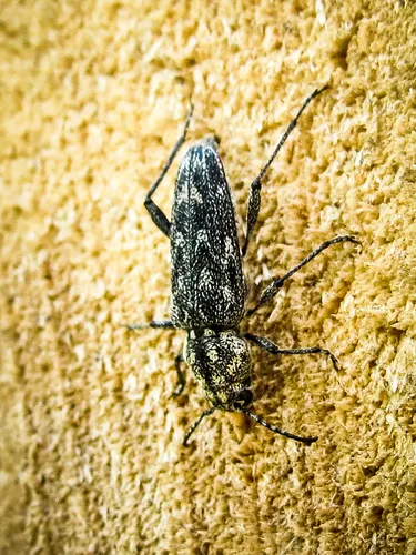Grizzled Zebra Borer