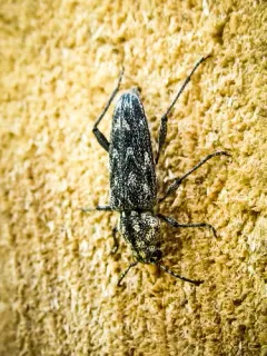 Grizzled Zebra Borer thumbnail 1