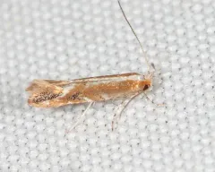 Rusty Oak Leafminer thumbnail 2