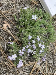 Whitemargin Phlox thumbnail 2