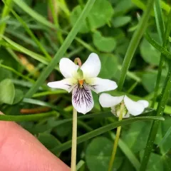 sweet white violet thumbnail 2