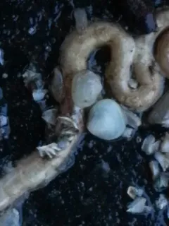 Smooth Kelly Clam thumbnail 4