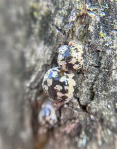 calico scale thumbnail 3