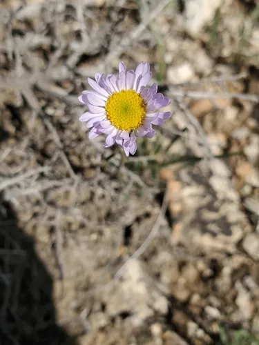 Buff Fleabane