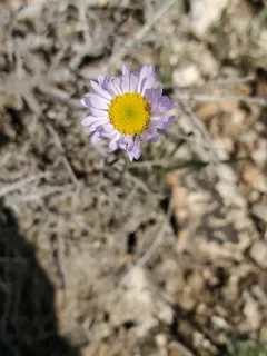 Buff Fleabane thumbnail 1
