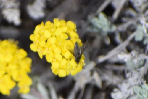 Conophorus fallax