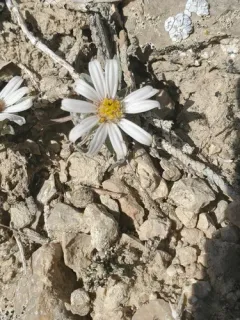 Hoary Townsend Daisy thumbnail 2