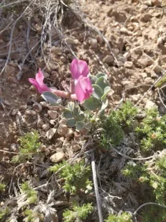 Cicada Milkvetch thumbnail 3