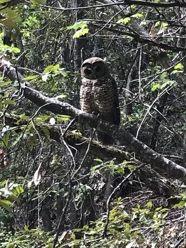 Spotted Owl