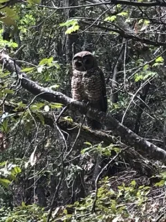 Spotted Owl thumbnail 1