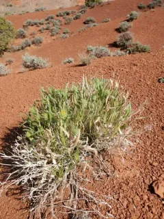 Badlands Mule-ears thumbnail 2
