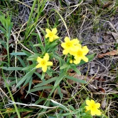 narrowleaf puccoon thumbnail 4