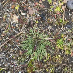 Buck's-horn Plantain thumbnail 1