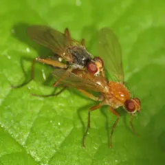 Cordilura fuscipes thumbnail 2