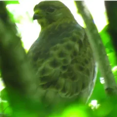 Broad-winged Hawk thumbnail 3