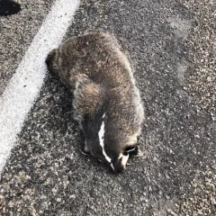 American Badger thumbnail 4