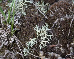 Tumbleweed Shield Lichen thumbnail 2