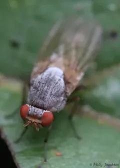 Minettia magna thumbnail 2