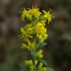 squarrose goldenrod thumbnail 2