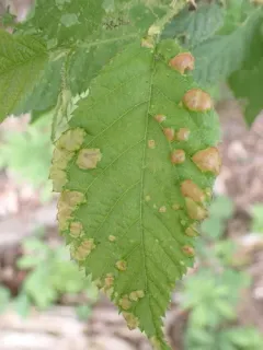 Taphrina virginica thumbnail 4