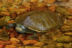 Northern Map Turtle thumbnail 2