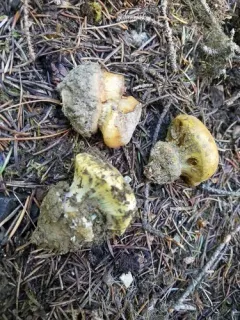 Calonarius saxamontanus thumbnail 4