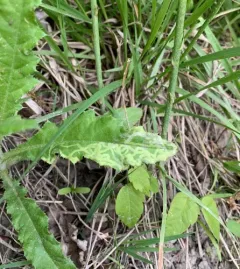 Phytomyza spinaciae thumbnail 2