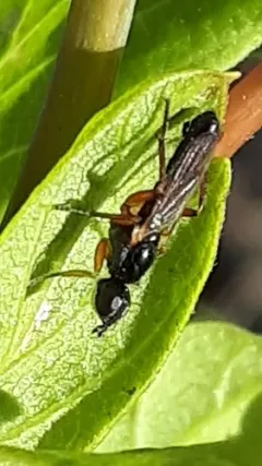 Cordilura polita thumbnail 2