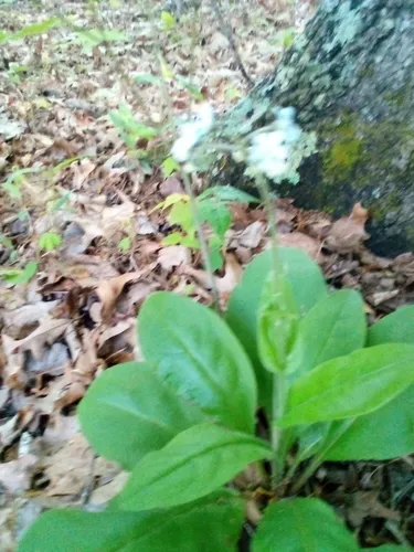 wild comfrey