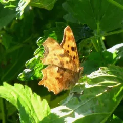 Satyr Comma thumbnail 2