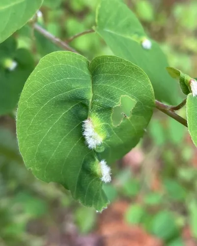 Blaesodiplosis canadensis