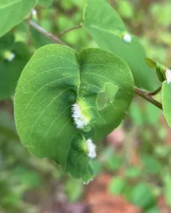 Blaesodiplosis canadensis thumbnail 1