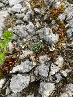spear-fruited draba thumbnail 2