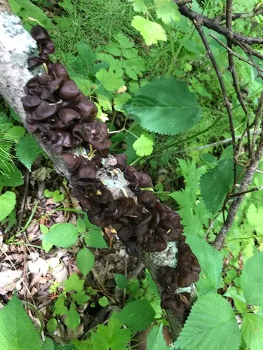 Wood Ear mushroom