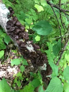 Wood Ear mushroom thumbnail 1