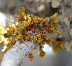 Limber Pine Dwarf-Mistletoe thumbnail 2