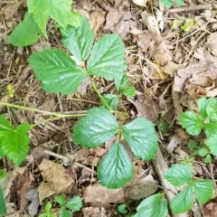 swamp dewberry thumbnail 3