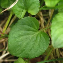 common dog-violet thumbnail 2