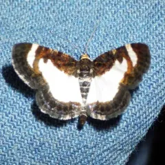 Common Spring Moth thumbnail 3